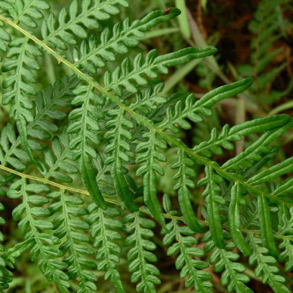 معرفی و راهنمای پرورش گیاهان زینتی آپارتمانی - سرخس اسکولنتوم